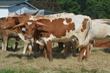 WPR Sweet Dreams 2023 Heifer Calf